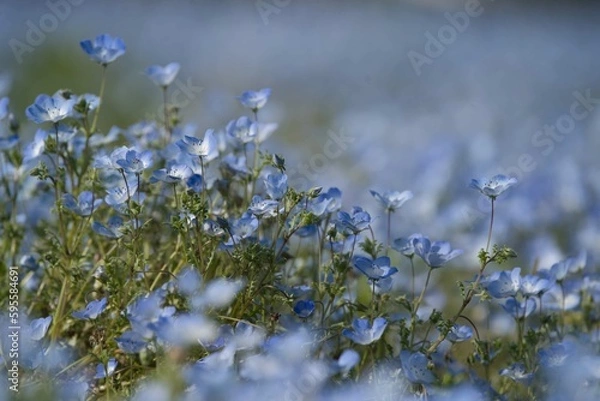 Obraz 上に伸びるネモフィラ