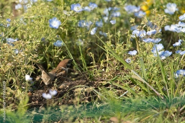 Obraz すずめとネモフィラ