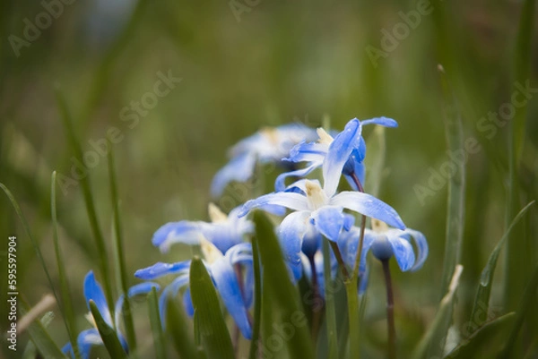 Fototapeta Blausterin
