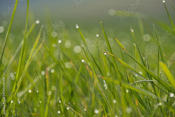 Fototapeta Wassertropfen im Gras