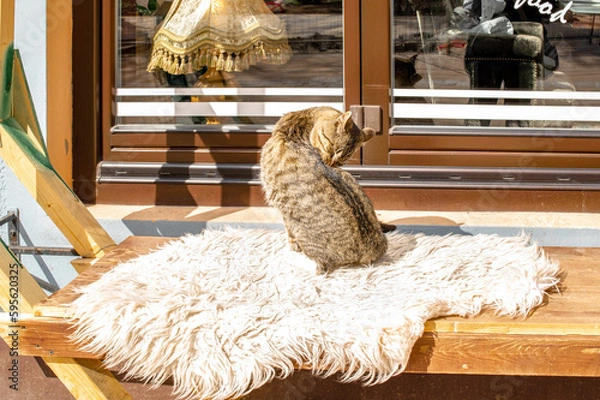 Fototapeta A tabby cat washes on a shaggy mat, which lies on a bench, in front of a shop window.