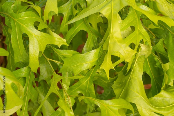 Fototapeta Oak Tree Leaves