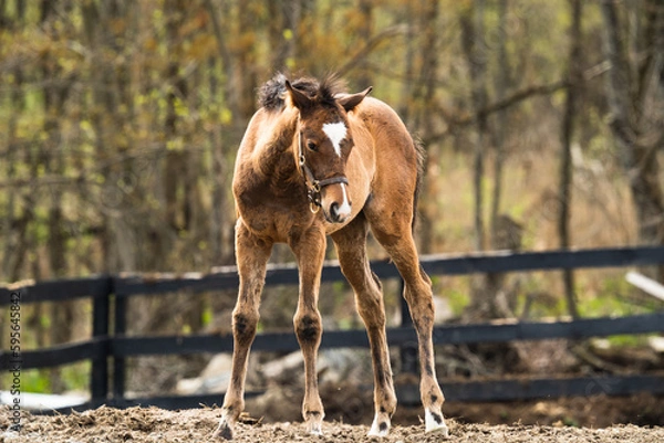 Obraz Foal