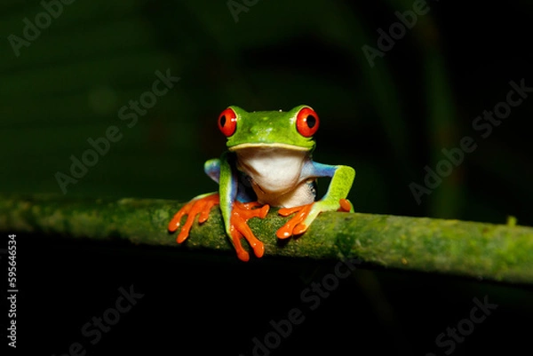 Fototapeta Red-eyed tree frog costa rica