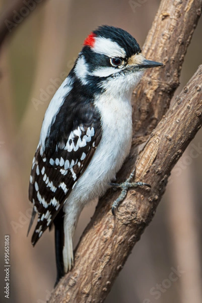 Fototapeta Downy Woodpecker perched on a tree in the spring