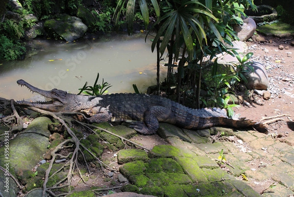 Obraz crocodile in the swamp