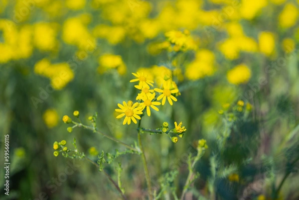 Obraz yellow chamomile flowers in a meadow