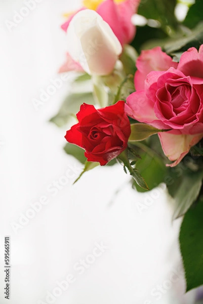 Fototapeta Close-up of beautiful red and white roses. Blurred white background. Shallow depth of field. Copy space