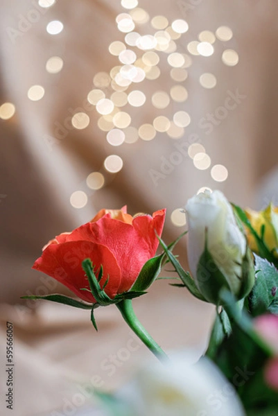 Obraz Close-up of beautiful red and white roses. Blurred background with white, yellow bokeh. Shallow depth of field. Copy space