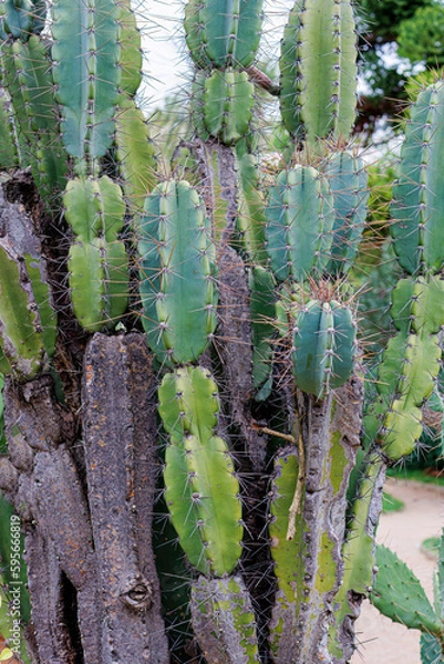 Fototapeta Green cactus with thorns in the natural environment. Indian Fig or Mission Cactus.