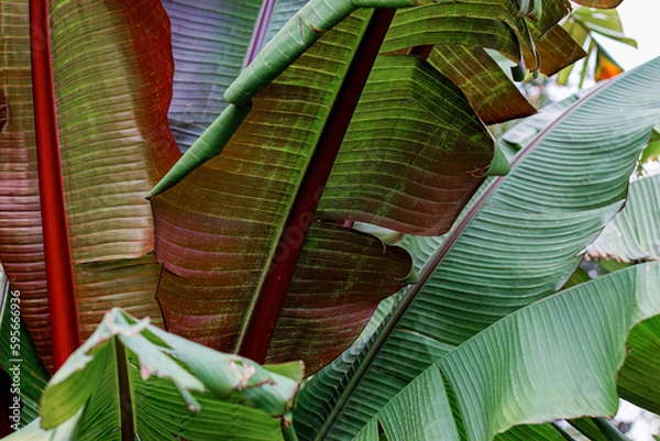 Fototapeta Nature. Tropical banana green leaves. Large leaves. Natural blurred beautiful background with bokeh.