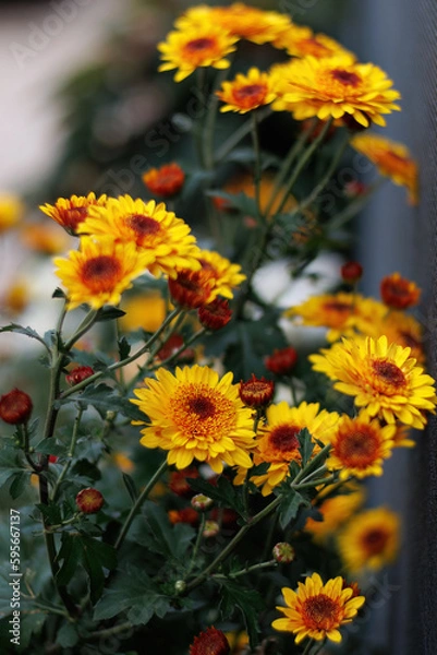 Fototapeta Yellow orange chrysanthemums and a beautiful blurred background with colorful bokeh. Copy space.