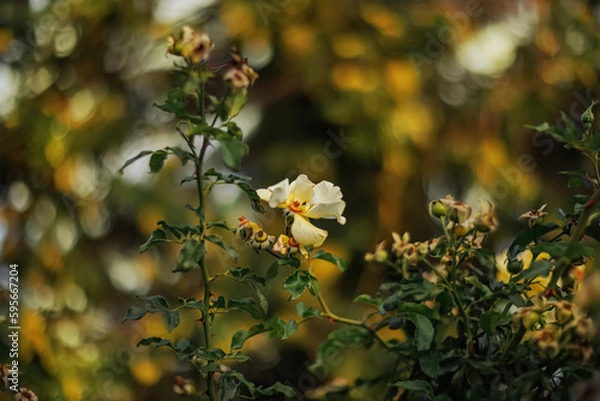 Fototapeta Blooming yellow roses in the park and a beautiful green blurred background with colorful bokeh. Roses with stamens and petals.