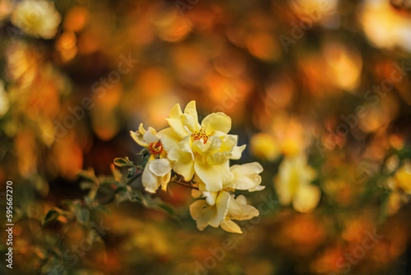 Fototapeta Blooming yellow roses in the park and a beautiful orange blurred background with colorful bokeh. Roses with stamens and petals.