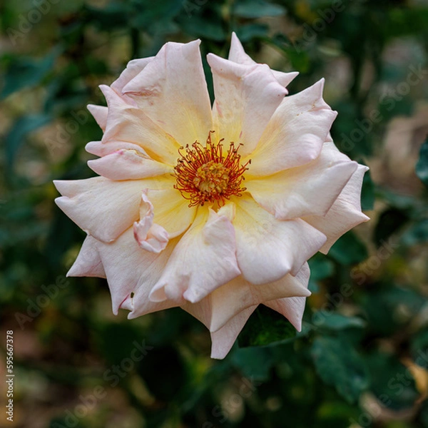 Fototapeta Macro of blooming white rose in the park and a beautiful green blurred background with bokeh. Green leaves.