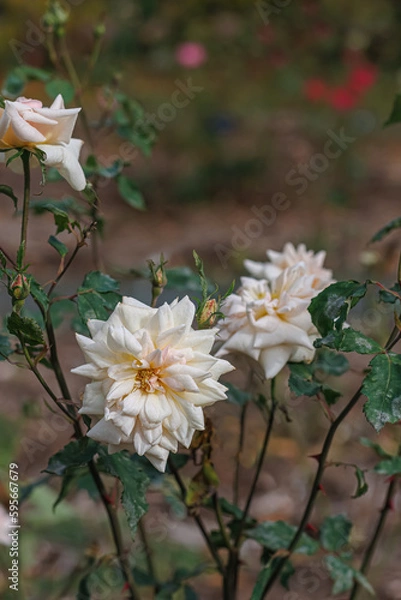 Fototapeta Blooming white roses in the park and a beautiful green blurred background with gray bokeh. Green leaves.