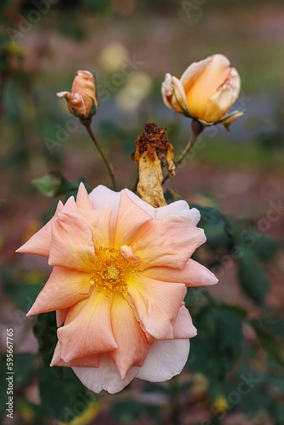 Fototapeta Blooming pink roses and a beautiful blurred background with colorful bokeh. Roses with stamens and petals. Copy space.