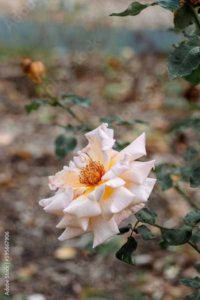 Fototapeta Close-up of blooming white beige rose in the park and a beautiful green blurred background with bokeh. Green leaves.