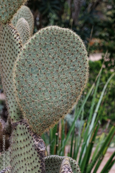Obraz Opuntia ficus or Prickly Pear. Green cactus with thorns in the natural environment. Indian Fig or Mission Cactus.