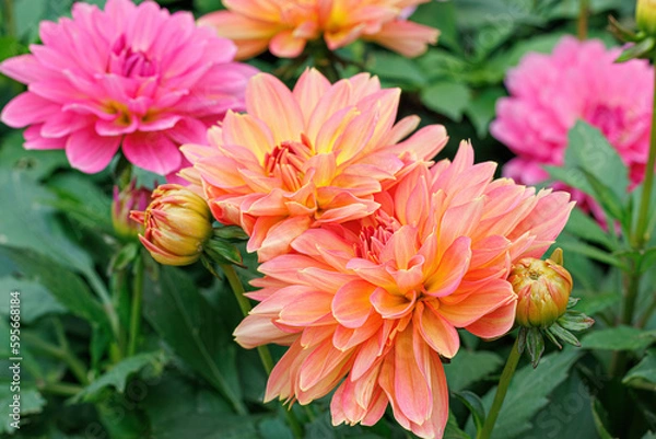 Obraz Multicolored blooming dahlia flowers in summer. Close-up of orange and pink dahlias and buds. Green leaves.