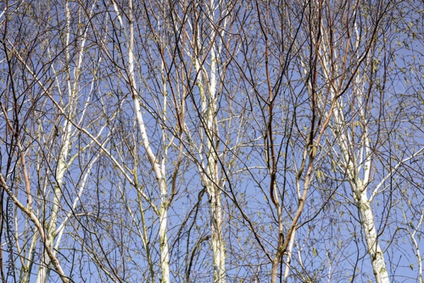 Obraz branches against sky