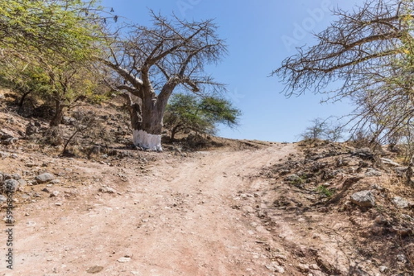 Obraz Baobab Grove near Salalah, Sultanate of Oman