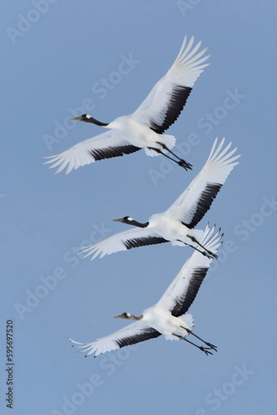 Fototapeta Japanese Red-Crowned Cranes in Flight in Winter in Hokkaido Japan