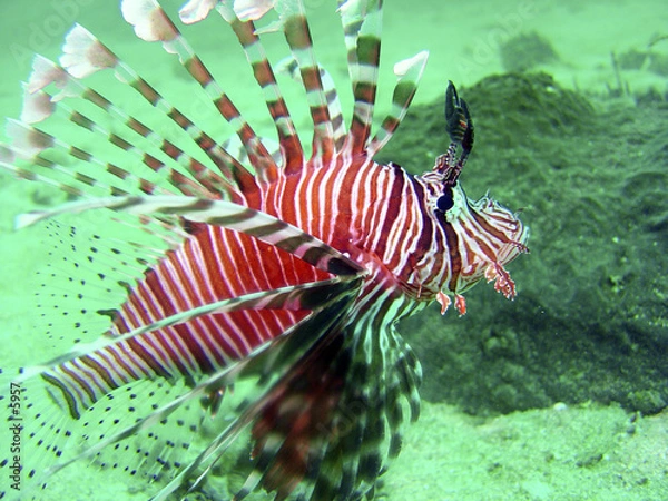 Fototapeta lion fish