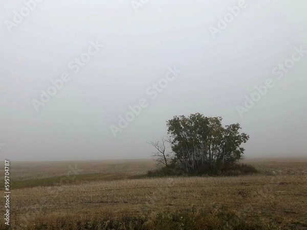 Obraz tree in the fog