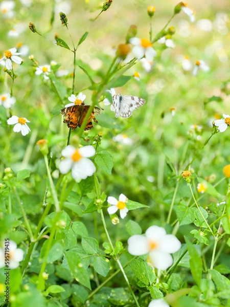 Fototapeta white butterfly on daisy