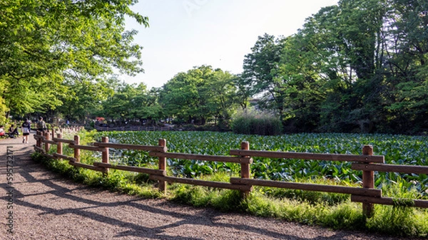 Fototapeta 池のある公園