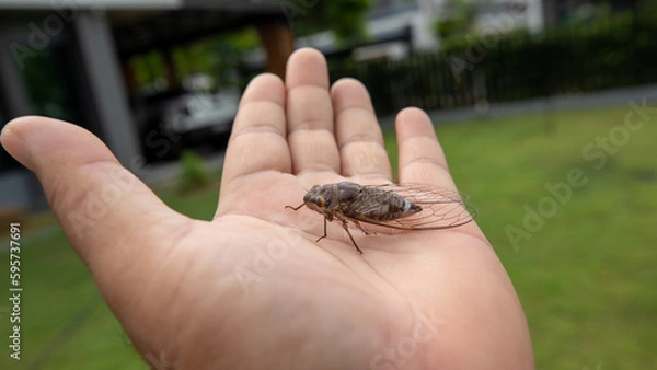 Fototapeta cicada on hand