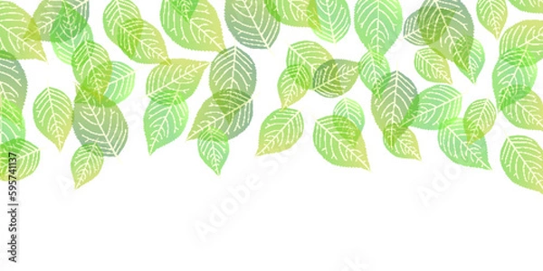 Fototapeta 新緑　葉　木　背景