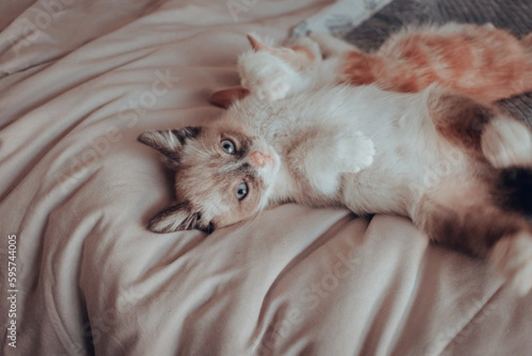 Obraz Gatitos 10 semanas (3 meses)