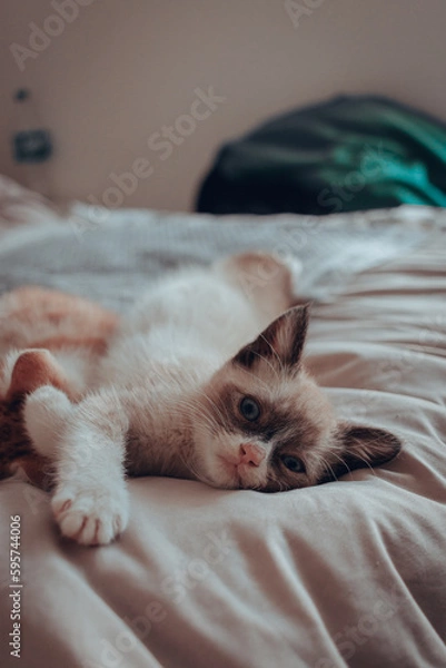 Obraz Gatitos 10 semanas (3 meses)