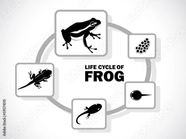 Fototapeta frog life cycle