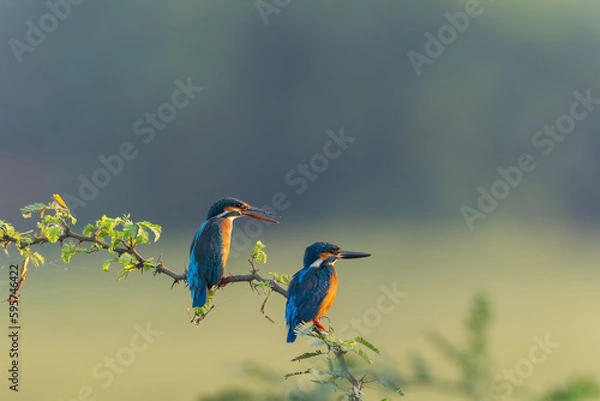 Fototapeta Common Blue Kingfisher Pair Sitting on a Perch