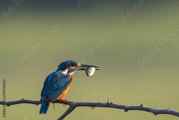 Fototapeta Common Blue Kingfisher With a Fish Catch