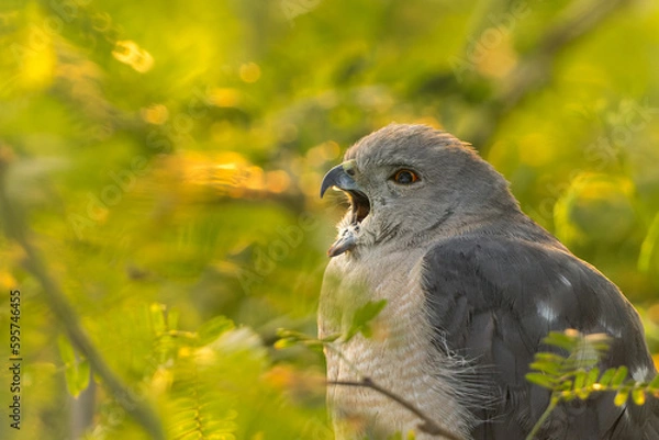 Fototapeta Shikra a Raptor Bird Regurgitating 