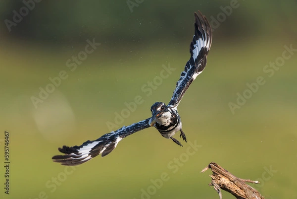 Fototapeta Pied Kingfisher In Flight With a Fish Catch