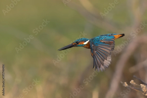 Fototapeta Common Blue Kingfisher in Flight Taking off
