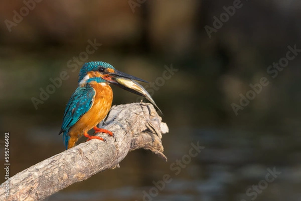Fototapeta Small Common Blue Kingfisher With a Fish Catch