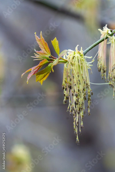 Fototapeta willow branch in spring