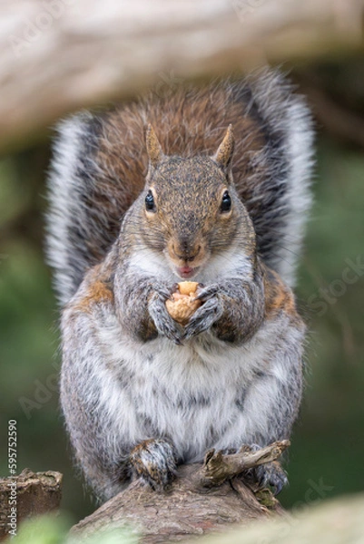 Fototapeta squirrel in the park