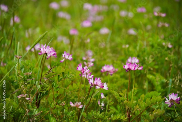 Fototapeta 北嵯峨野のレンげ畑