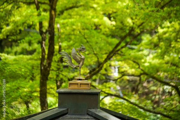 Fototapeta 新緑と鳳凰