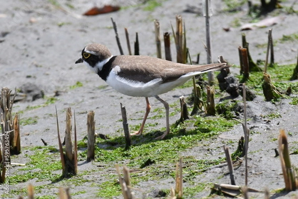 Obraz 干潟で餌を探し回るコチドリ