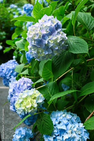 Fototapeta 青色、水色の紫陽花の花