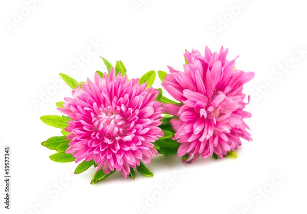 Fototapeta aster flower isolated