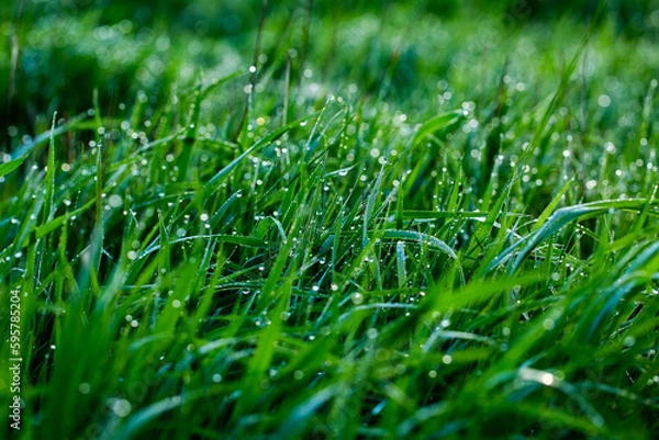 Fototapeta Morning dew on the grass. Shallow depth of field. Green grass with dew drops close up. Natural background with selective focus.
